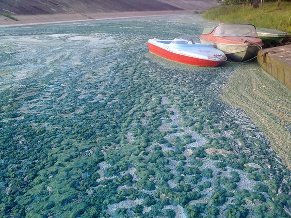 На водохранилище Вилейки образовалась ядовитая голубая пена