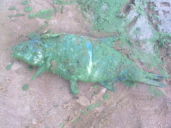 На водохранилище Вилейки образовалась ядовитая голубая пена
