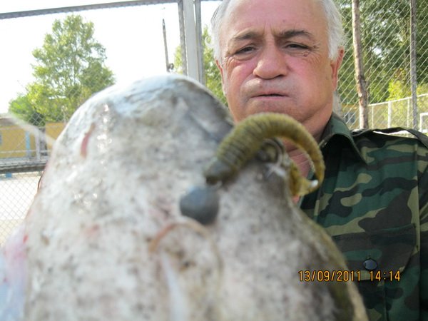 Отчет о рыбалке  на верховье Днепра в районе Великого Луга, Запорожье