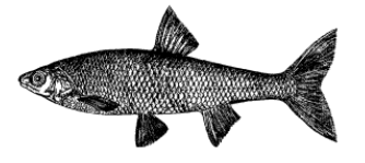 Елец
