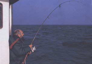 Вываживание трески