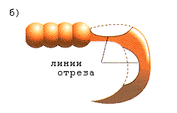 Линия отреза