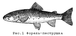 Форель-пеструшка