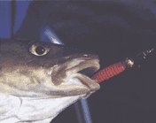 Подсадка твистера