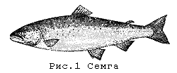 Семга