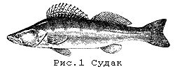 Судак
