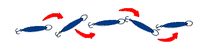 Emperor Minnow